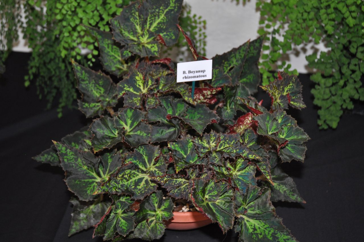B. ‘Boyanup’